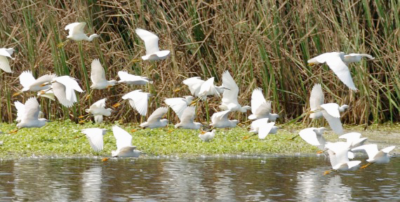禽流感疫情在南美多国蔓延.jpg 禽流感疫情在南美多国蔓延.jpg