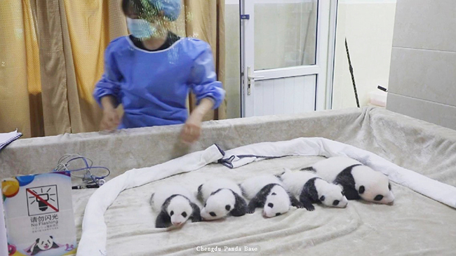 Adorable group of panda cubs enjoy cozy bedtime together.jpg Adorable group of panda cubs enjoy cozy bedtime together.jpg
