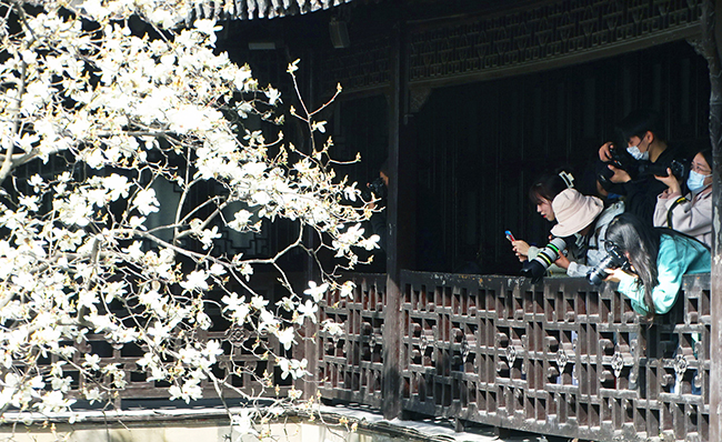 【2】何园的玉兰花.jpg 【2】何园的玉兰花.jpg