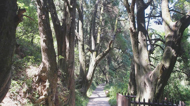 Ancient cypress trees planted along historic road system in Sichuan well preserved.jpg