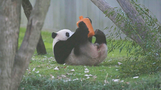 2，华盛顿特区动物园为大熊猫返回中国做准备.jpg