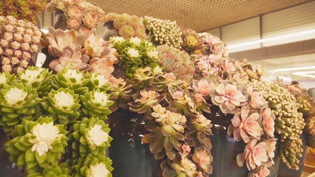 Innovative business models contribute to flower market boom in Kunming.jpg