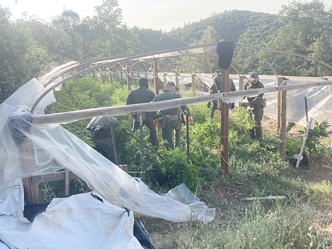 1，头条 加州今年缴获1.2 亿美元的非法大麻.jpg