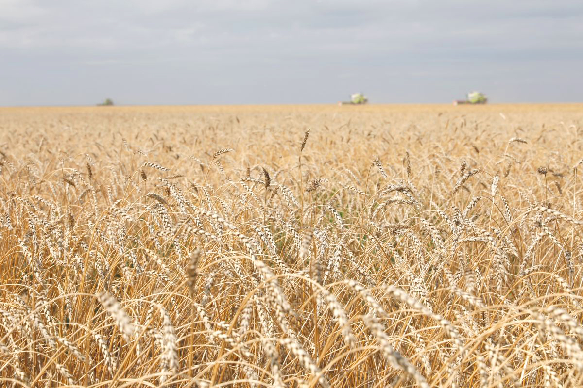 2，俄小麦出口配额将减少六成 优先考虑保障国内供应.jpg