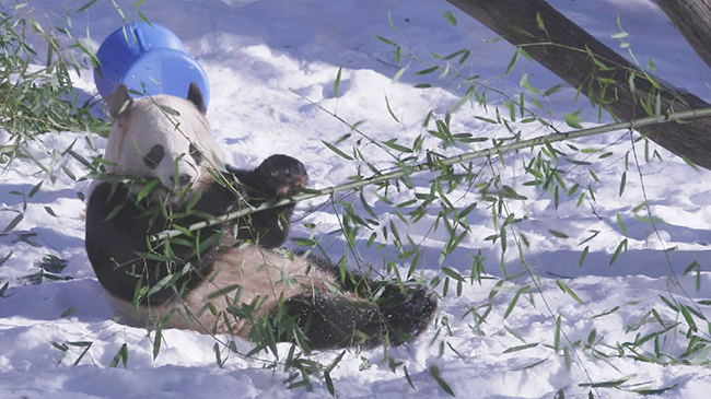 3，一对大熊猫将在华盛顿动物园首次亮相.jpg