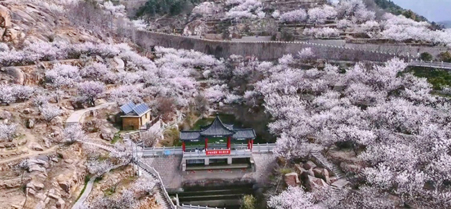 2，打开青岛赏花地图， “花样经济”升温.jpg