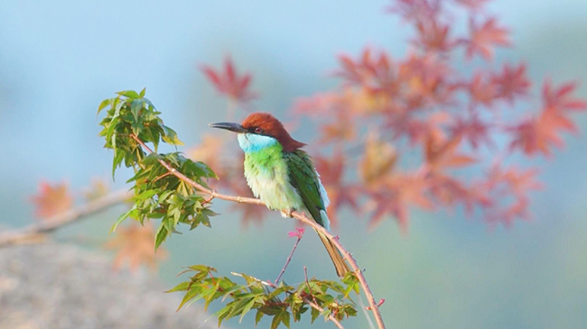 1，头条 观鸟者蜂拥而至福建，一睹心爱的蓝喉蜂.jpg