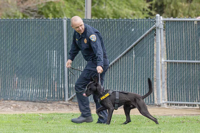1，头条 四支新的警犬队加入加州公路巡逻队.jpg