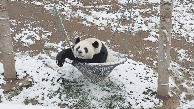 Giant pandas frolic in snowy wonderland at central China zoo.jpg