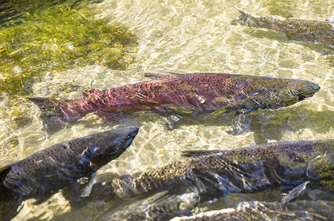 California approved seven new salmon restoration projects in the Central Valley.jpg