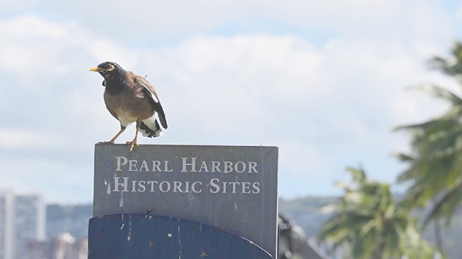 1，头条 珍珠港事件的遗留影响在84年后依然回响.jpg