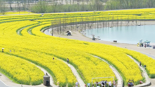 Hubei leverages rapeseed flower fields to create tourism consumption scenarios.jpg