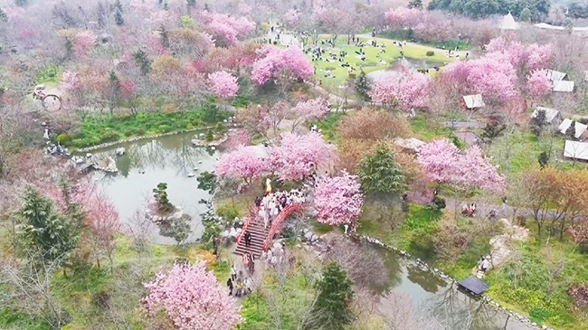 Spring garden festival in central China draws crowds to celebrate cherry blossoms.jpg