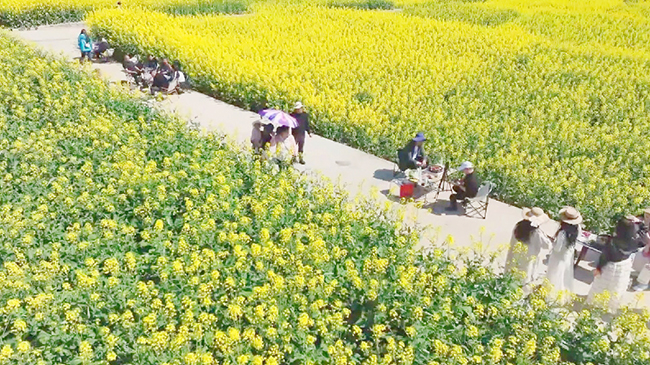 Rapeseed Flowers fuel spring tourism across China.jpg