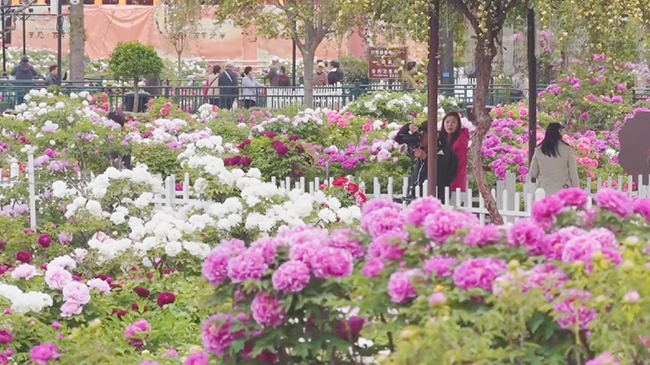 The Peony Express train departs from Qingdao.jpg