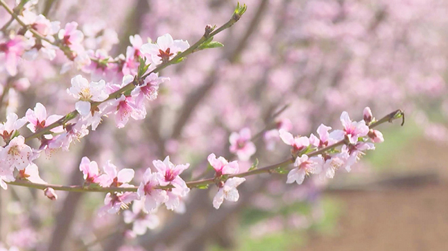 Peach blossom festival kicks off in Beijing.jpg