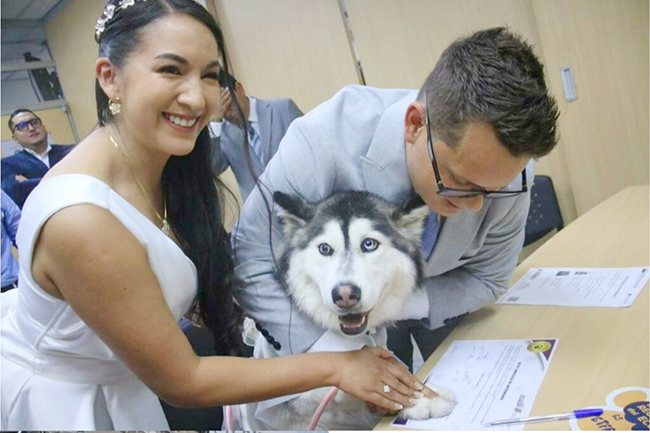 4，厄瓜多尔宠物可“见证”婚姻仪式.jpg